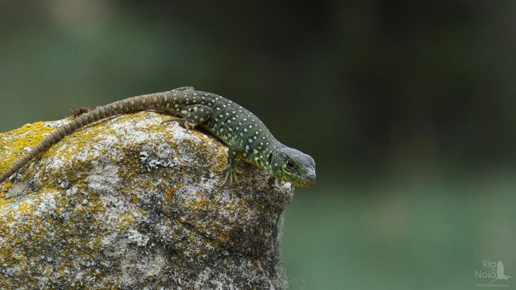 Lagarto ocelado - Lagarto arnal (Timon lepidus)