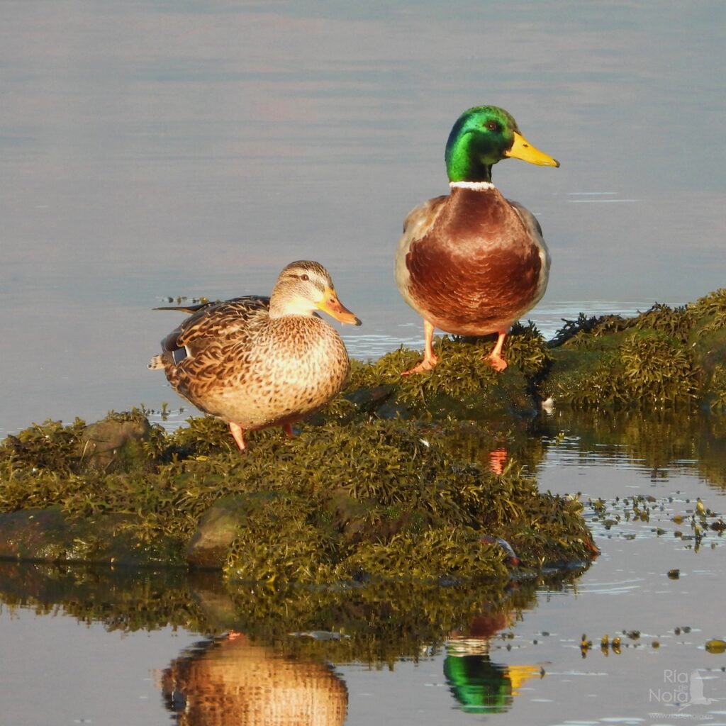 Ánade real o azulón en la Ría de Noia