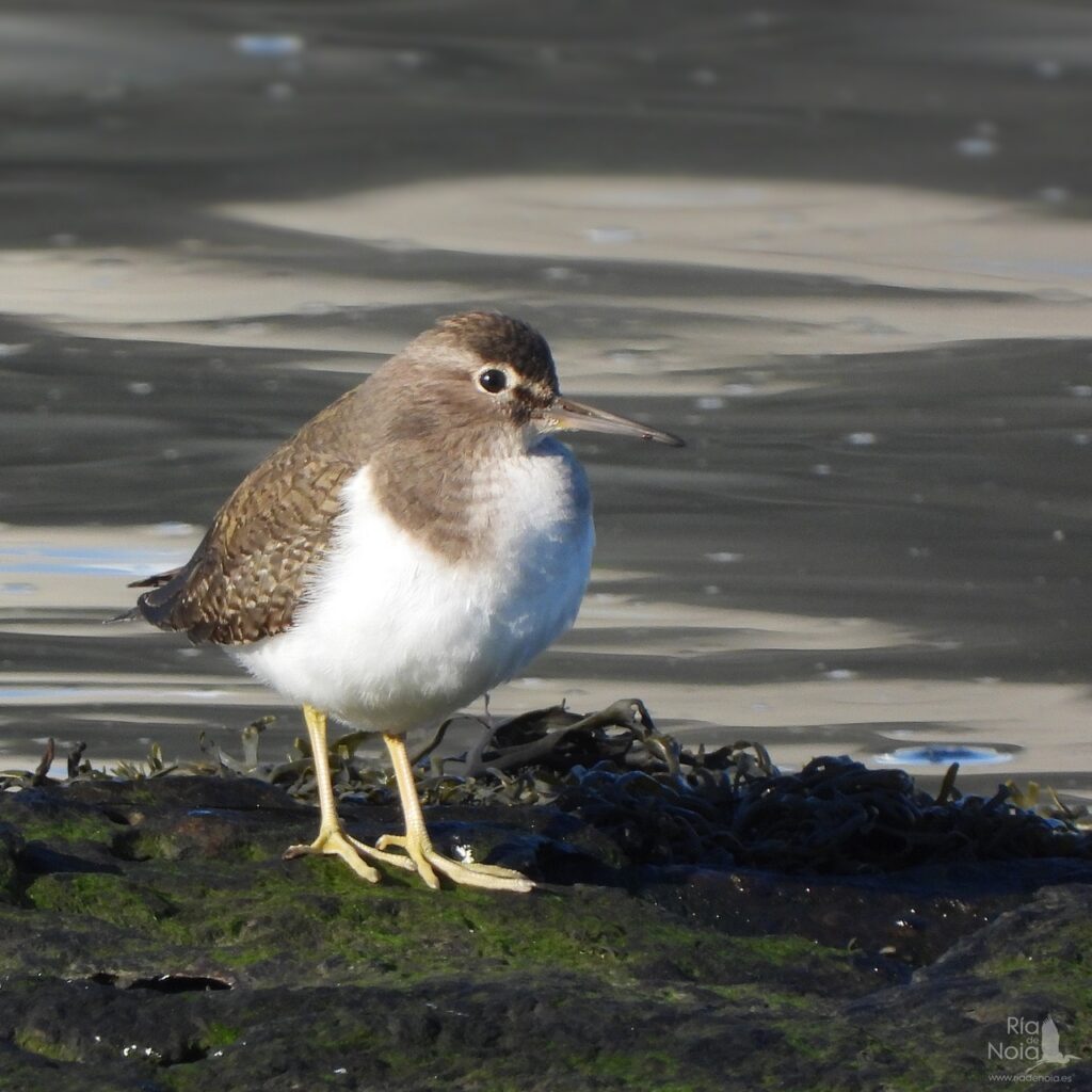 Andarríos chico en la Ría de Noia