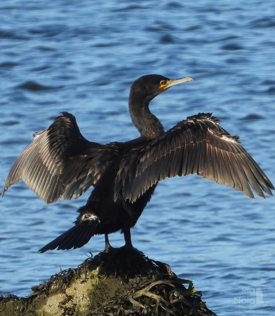 Cormorán grande en la Ría de Noia
