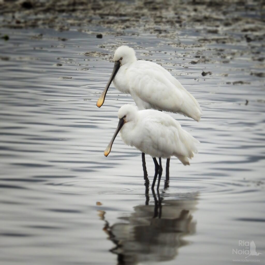 Espátula cullereiro en la Ría de Noia