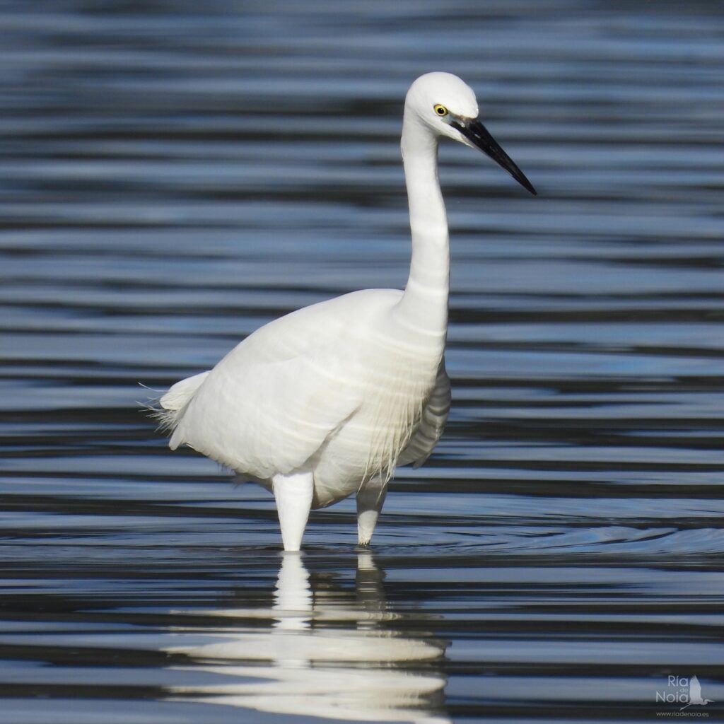 Garceta común en la Ría de Noia