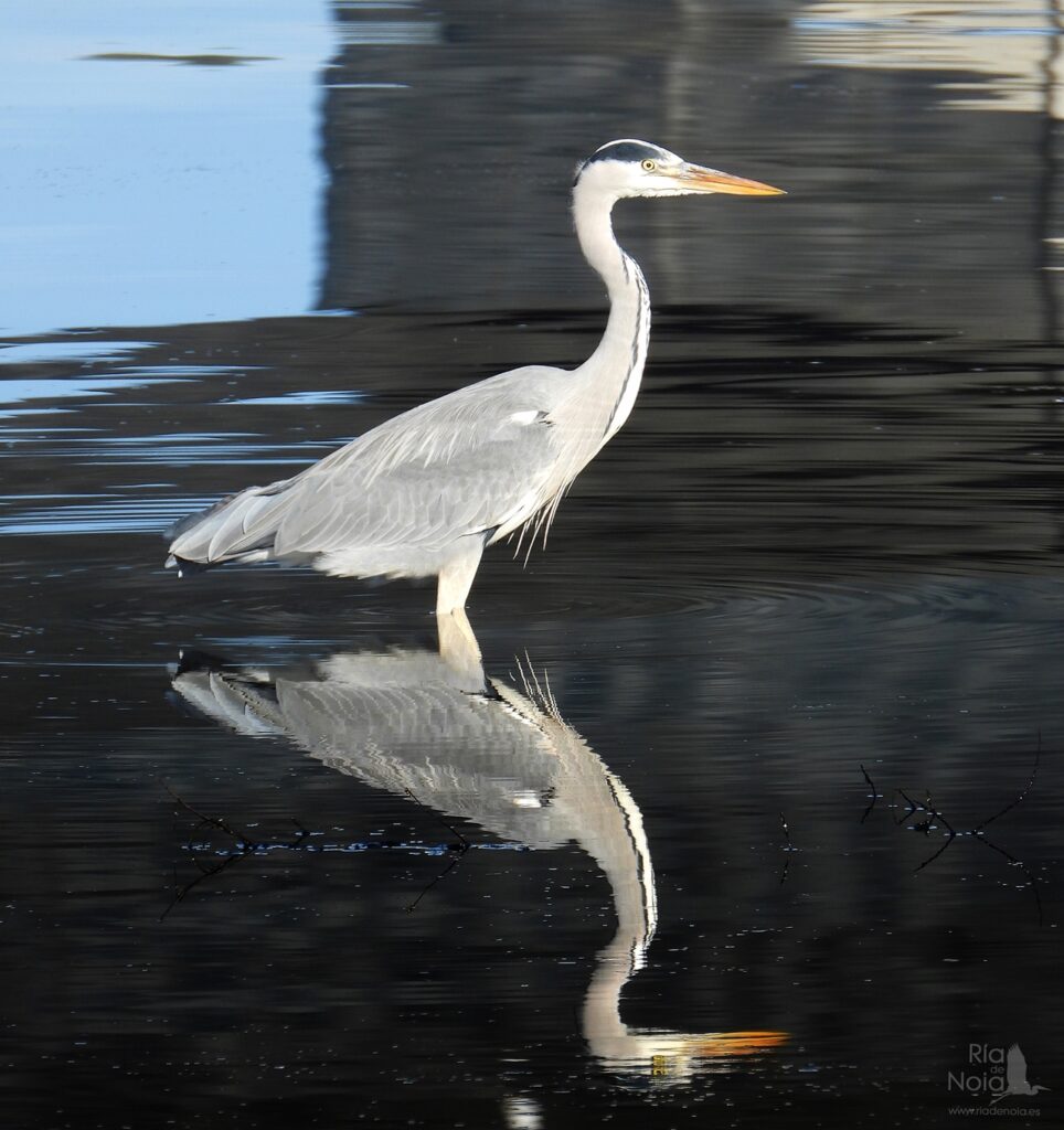 Garza real en la Ría de Noia