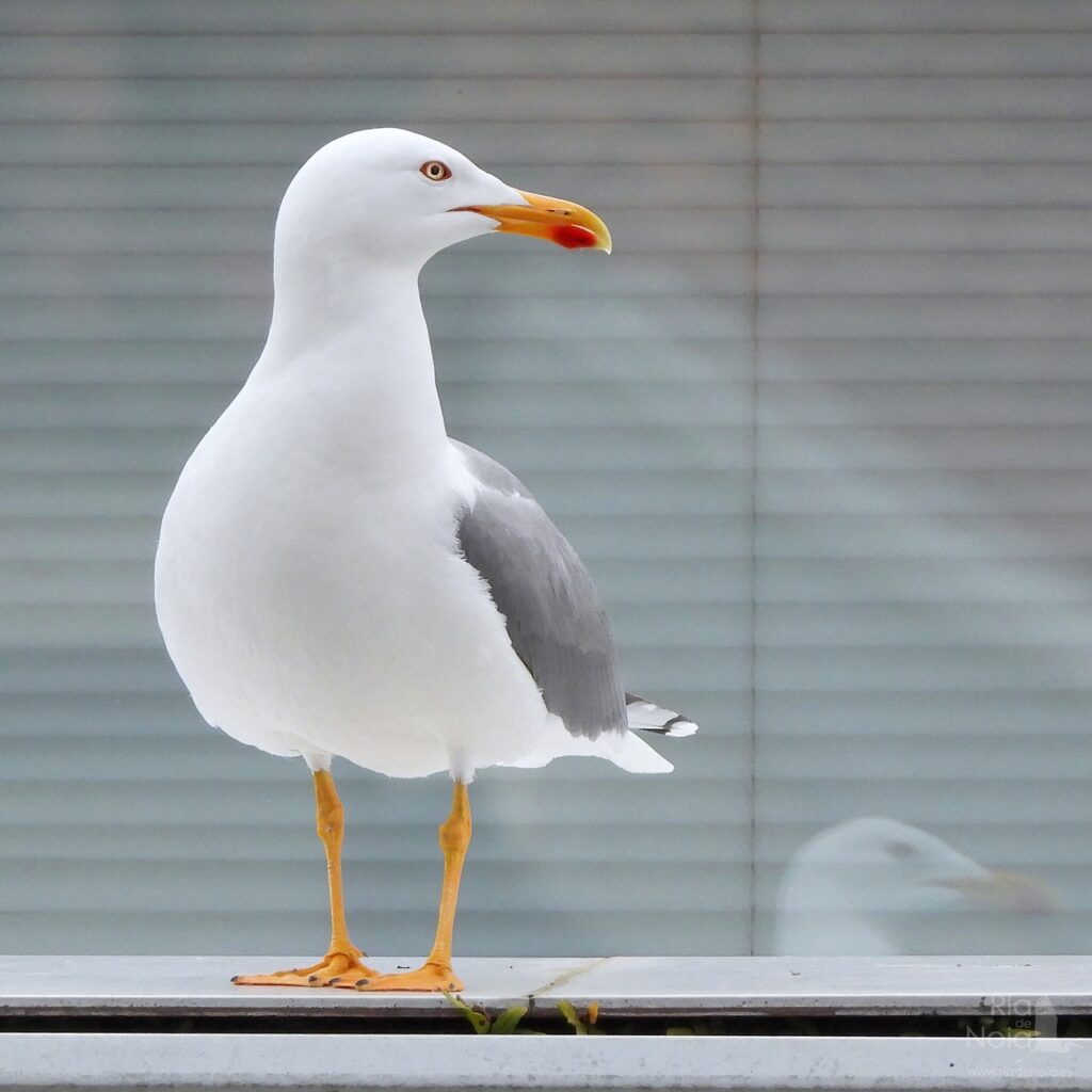 Gaviota patiamarilla en la Ría de Noia