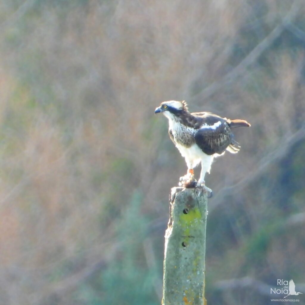 Águila pescadora en la Ría de Noia