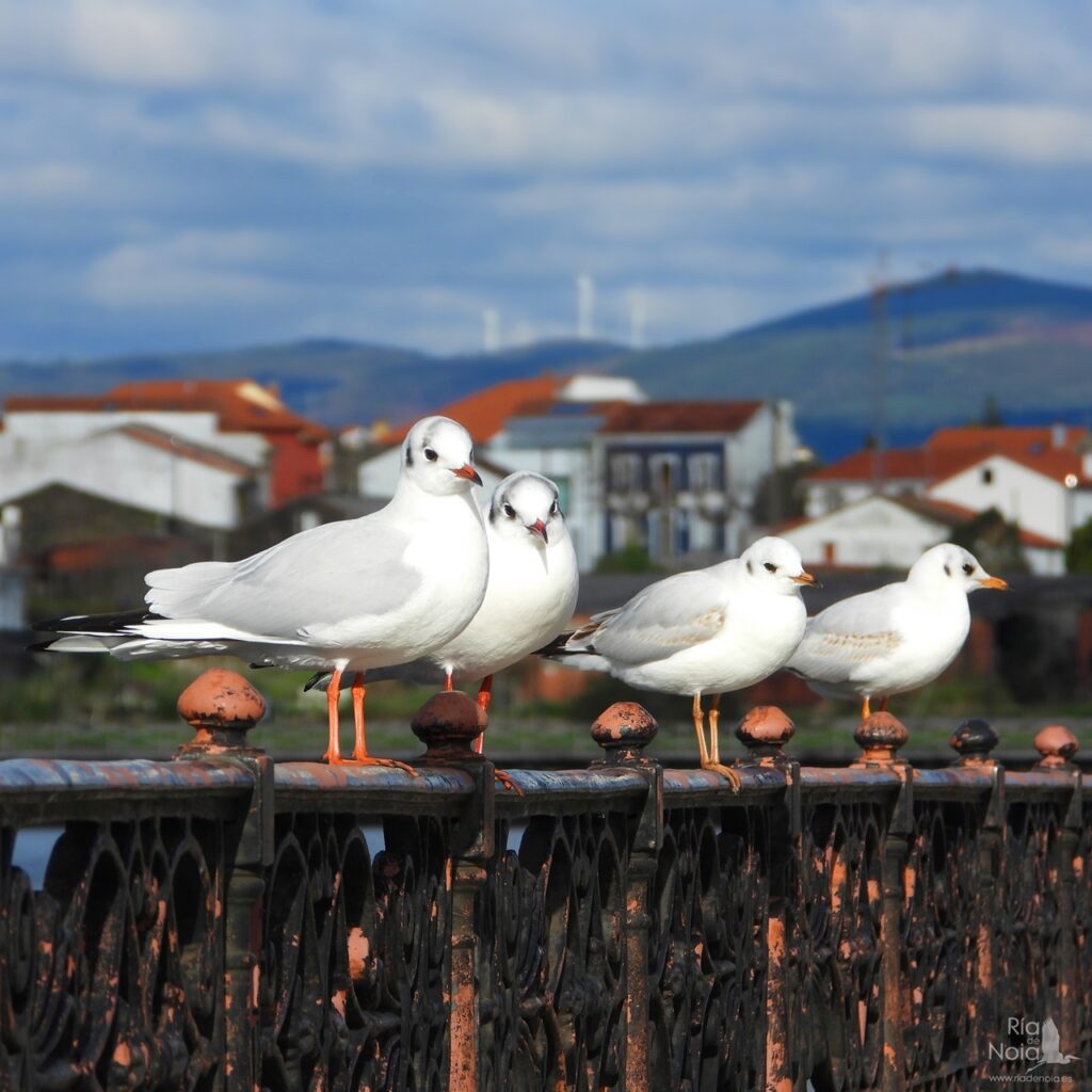 Gaviota reidora en la Ría de Noia